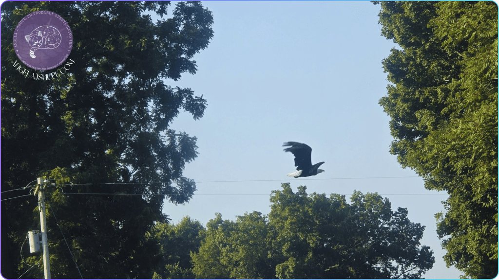 Wild Bald Eagle Flying Through The Sky