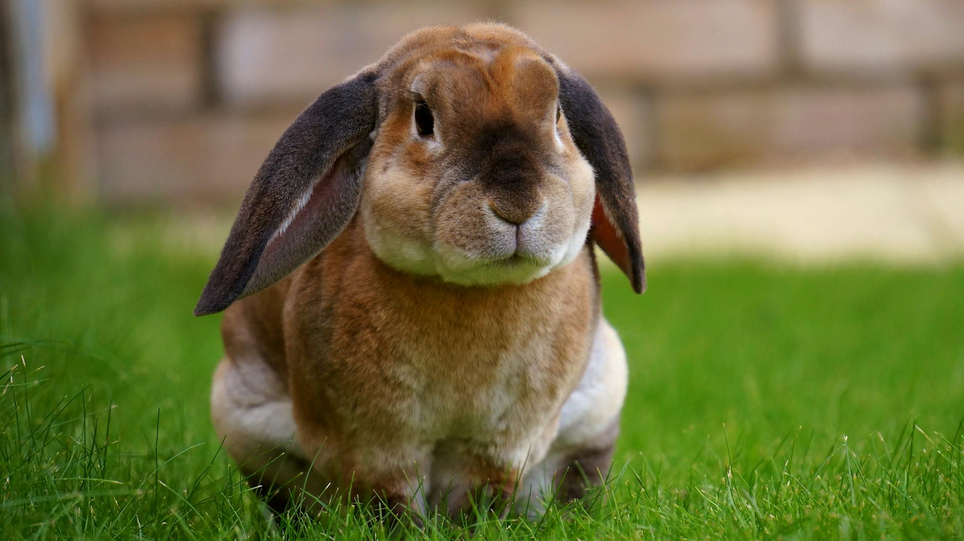 Rabbit resting on a patch of grass