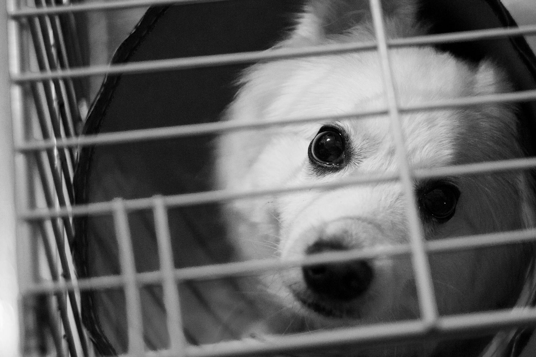 A black and white photo of a white dog peeking through cage bars.