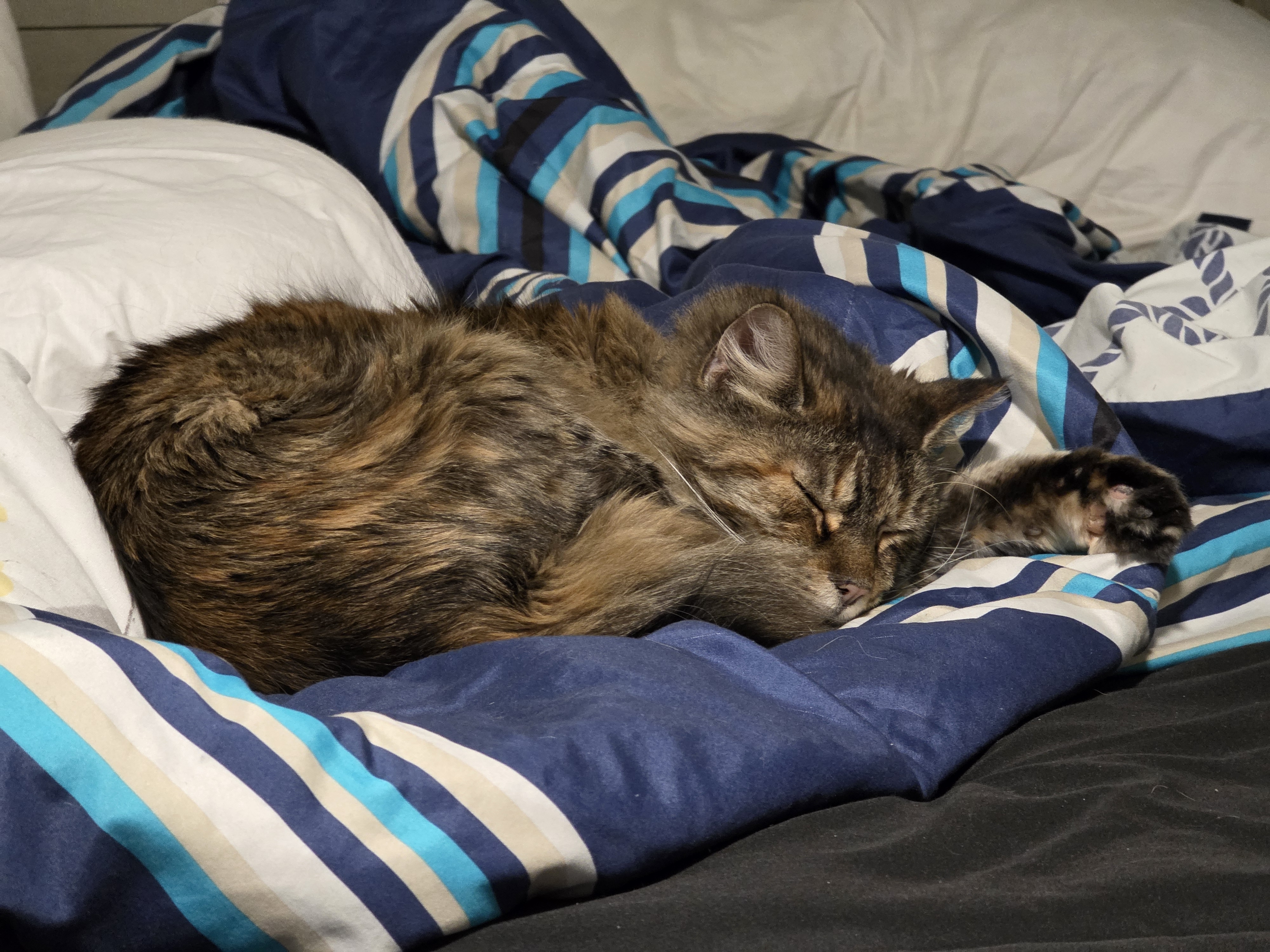 a cat curled up on a blanket, sleeping.