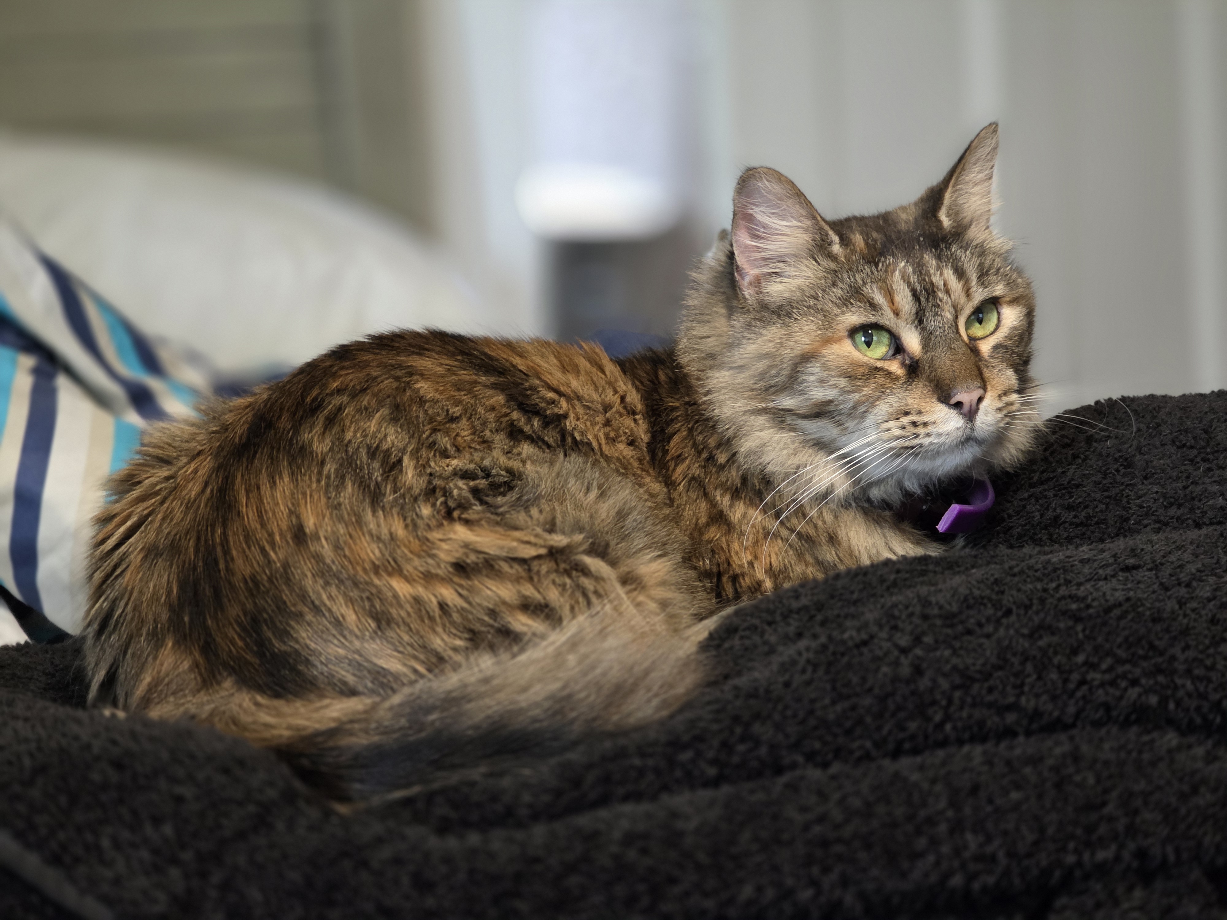 a long hair cat with black, orange, and brown tortie and tiger markings, looking up away from the camera to the left.